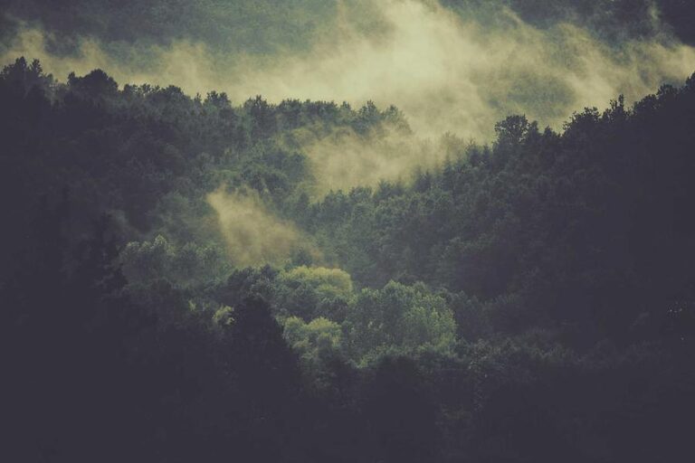 resized_23_fallback